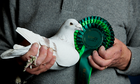 Pigeon fanciers take on RSPB over killer hawks Pigeon fanciers take on RSPB over killer hawks